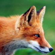 SneakyStab