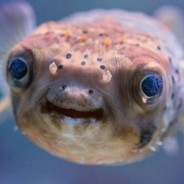 FISHMAN