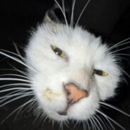 Glooby