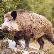 DzikuQ