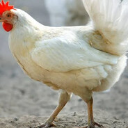 Avatar de la communauté Steam