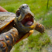 TinyTurtle