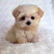 mood boost gamdom.com