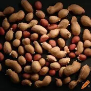 JorkinMyPeanits
