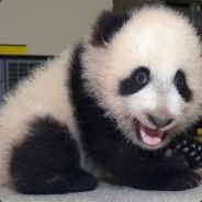 panda_bitch