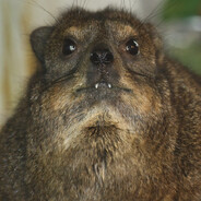 Grungle