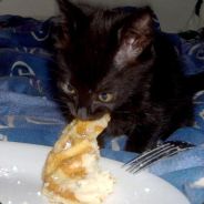 Whitepaw