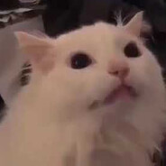 Cat (I'm literally him)