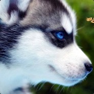 WOLF`S RAIN