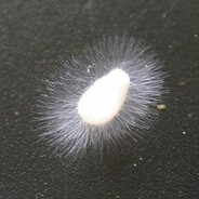 Mold producer