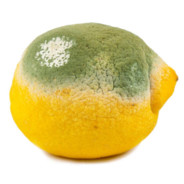 Citrus