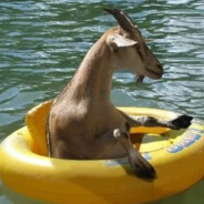 FloatGoat