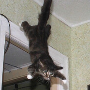 falling cat