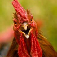 Steam profile picture for @rooster
