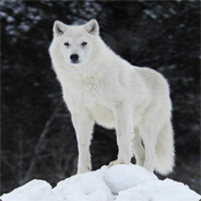 WhiteWolf