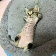 (-_-).l.