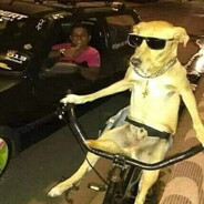 Nice Bike Dog