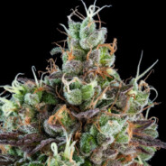 Sour Ripper