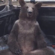s1mple bear