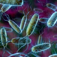 E.Coli