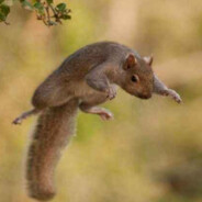 Reaction Speed of a Squirrel