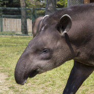 Tapir