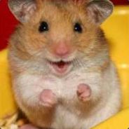 Cheerful_Hamster