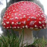 Shrooms