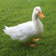 luck.duck