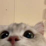 𝕂𝕒𝕣𝕠㋡