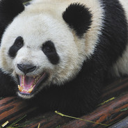PandaSplooge