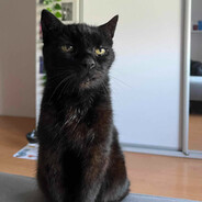 KiTkA_Miau