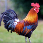 GALO DOIDO 60hz