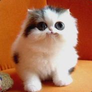PumaQTPIE