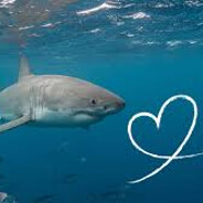 Sharkproof