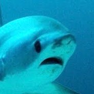 Sharky