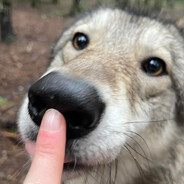 Pawjob Johnson