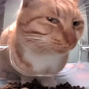 SrPanaMex