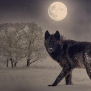 Gök Bey ☪🐺☪
