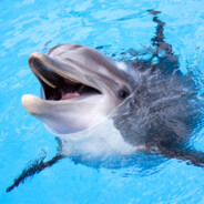 Dolphin