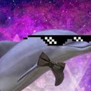 IRISH_DOLPHIN