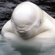 BlowholeBill