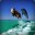 Group Avatar