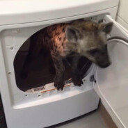 Eli The Yeen