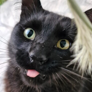 Gato