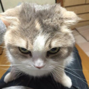 Rozbiork