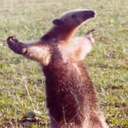 Steven_The_Anteater