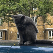 Steam Community Avatar