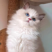 Little Boy