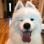 buboobibi